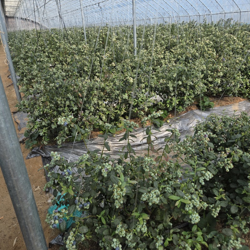 丹东蓝莓L11蓝莓鲜果出口俄罗斯大货供应蓝莓加工仓产地直