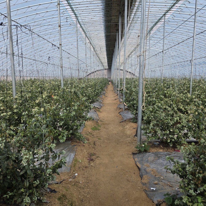 丹东蓝莓L11蓝莓鲜果出口俄罗斯大货供应蓝莓加工仓产地直