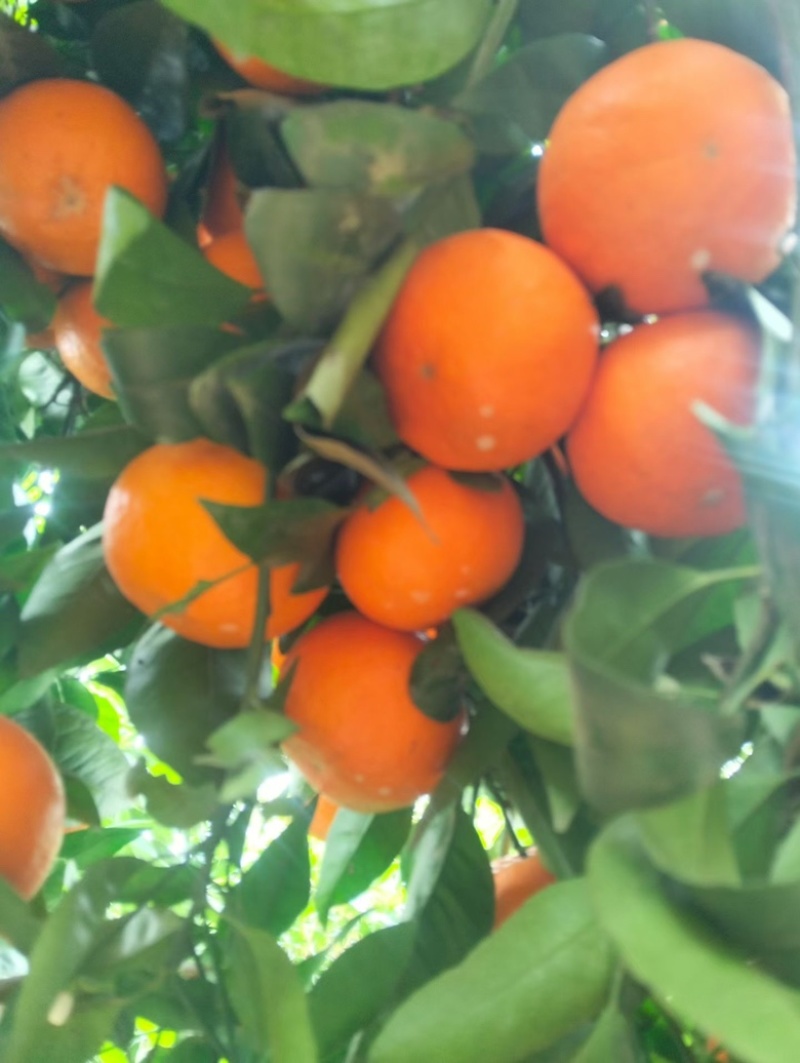 沃柑🍊好货不多了，需要的老板抓紧，直入正题讲规格电联