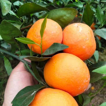 沃柑🍊好货不多了，需要的老板抓紧，直入正题讲规格电联