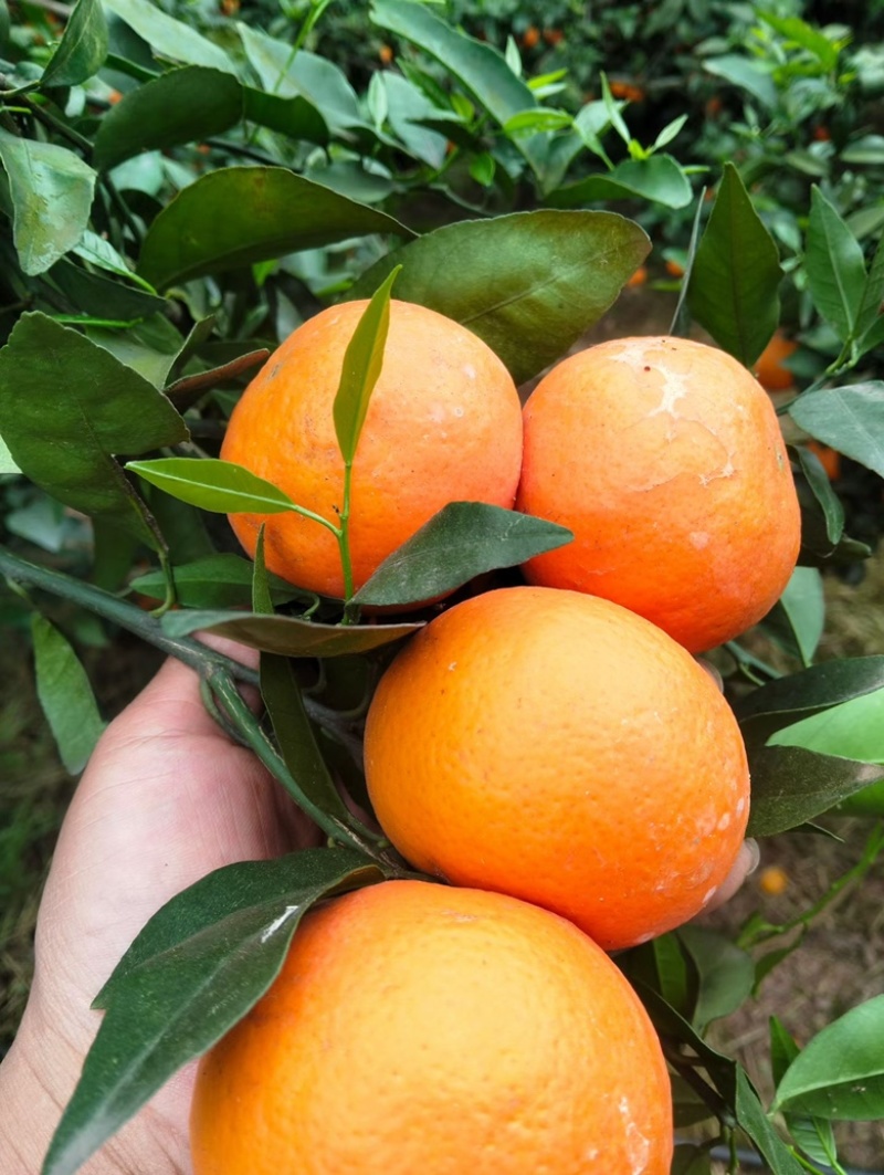 沃柑🍊好货不多了，需要的老板抓紧，直入正题讲规格电联