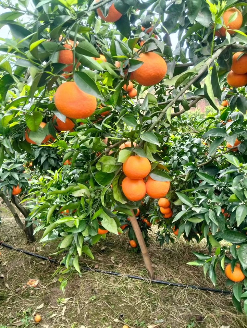 沃柑🍊好货不多了，需要的老板抓紧，直入正题讲规格电联