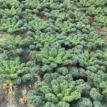 荷兰进口羽衣甘蓝