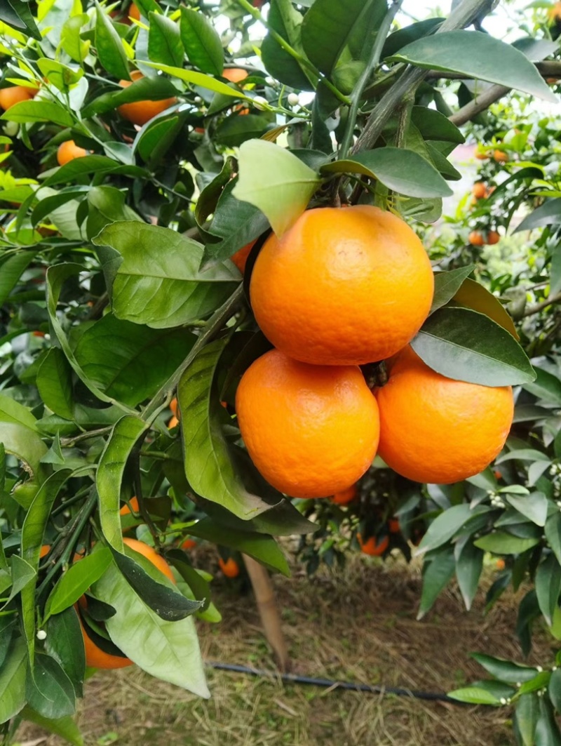 沃柑🍊装货中！这段时间好货紧张，需要的老板搞快电联