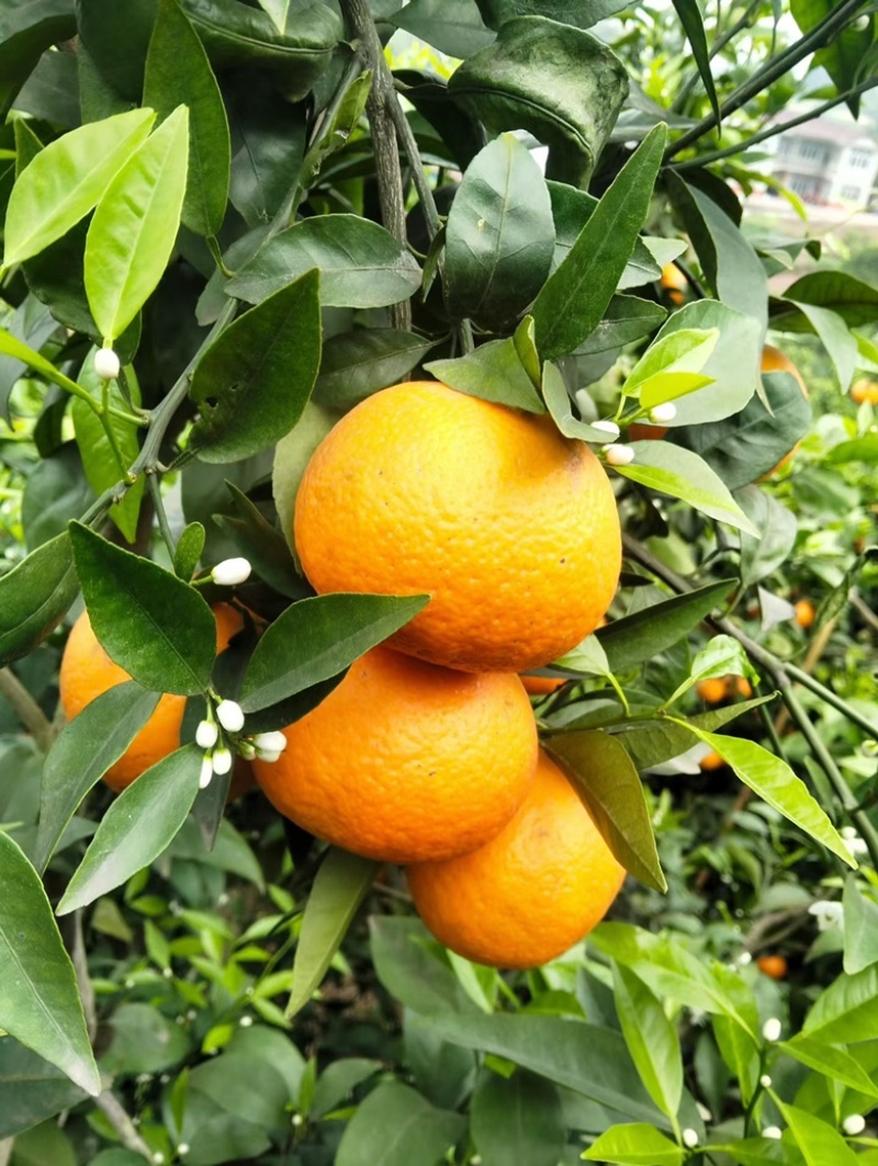 沃柑🍊装货中！这段时间好货紧张，需要的老板搞快电联