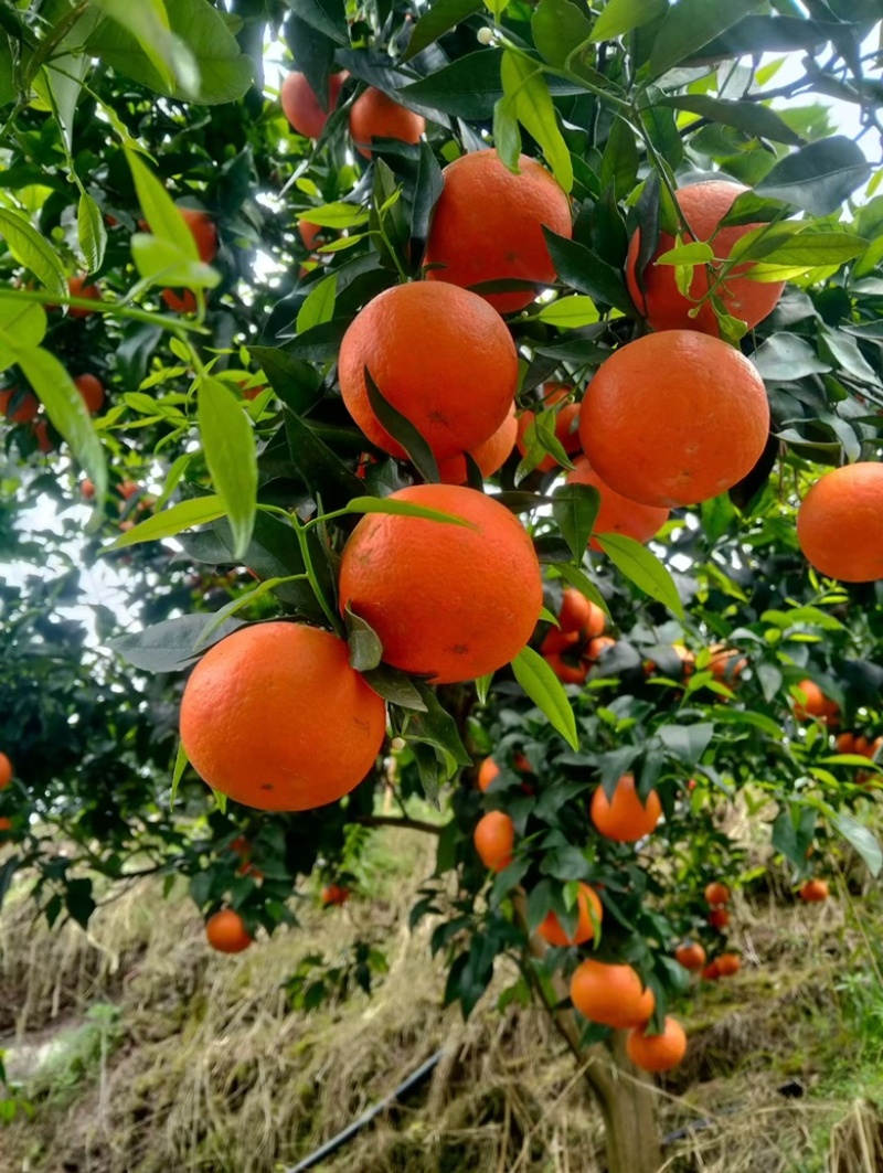 沃柑🍊装货中！这段时间好货紧张，需要的老板搞快电联
