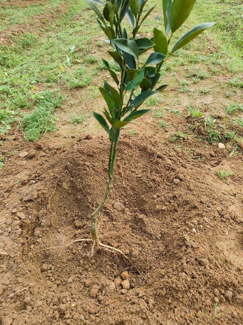 出租300亩幼林100亩可种植药材***********