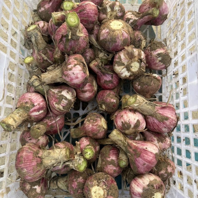 【推荐】河南安阳滑县/大蒜/26年新蒜/产地发全国/大蒜