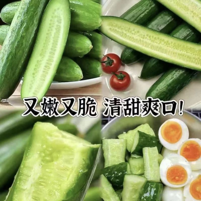 【水果黄瓜】黄瓜🥒小黄瓜清甜爽口减脂必吃榜可对接全国