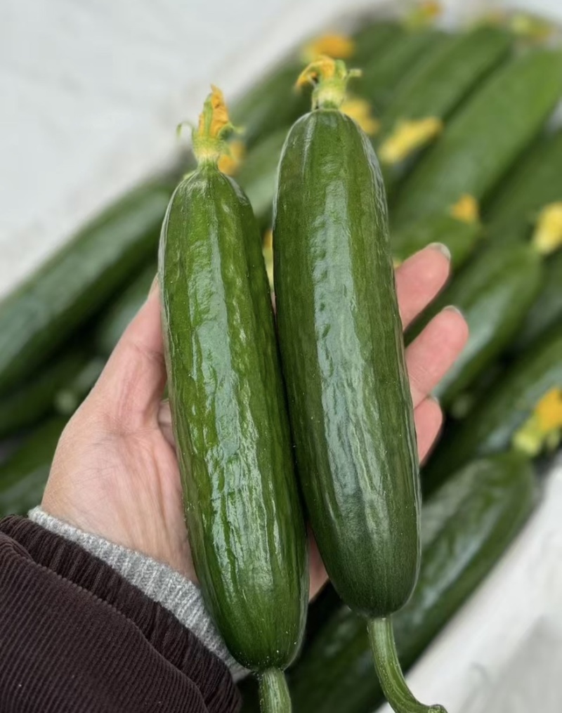 【水果黄瓜】黄瓜🥒小黄瓜清甜爽口减脂必吃榜可对接全国