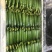 【水果黄瓜】黄瓜🥒小黄瓜清甜爽口减脂必吃榜可对接全国