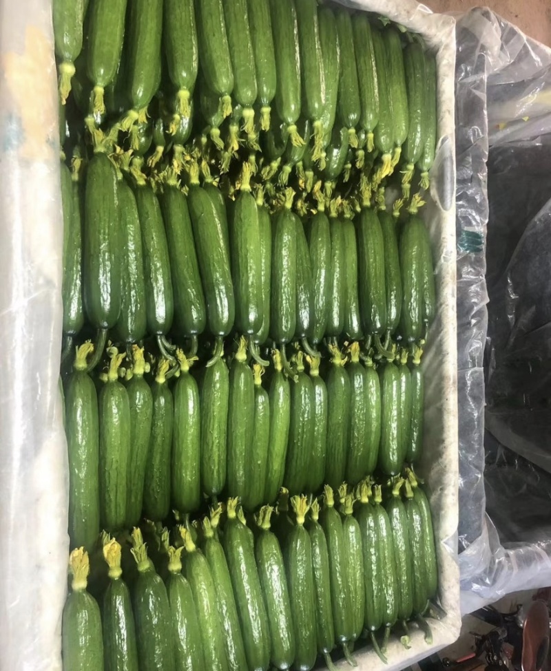 【水果黄瓜】黄瓜🥒小黄瓜清甜爽口减脂必吃榜可对接全国