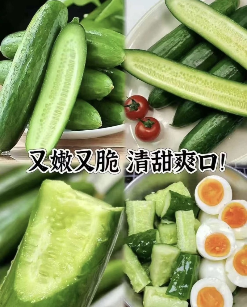 【水果黄瓜】黄瓜🥒小黄瓜清甜爽口减脂必吃榜可对接全国