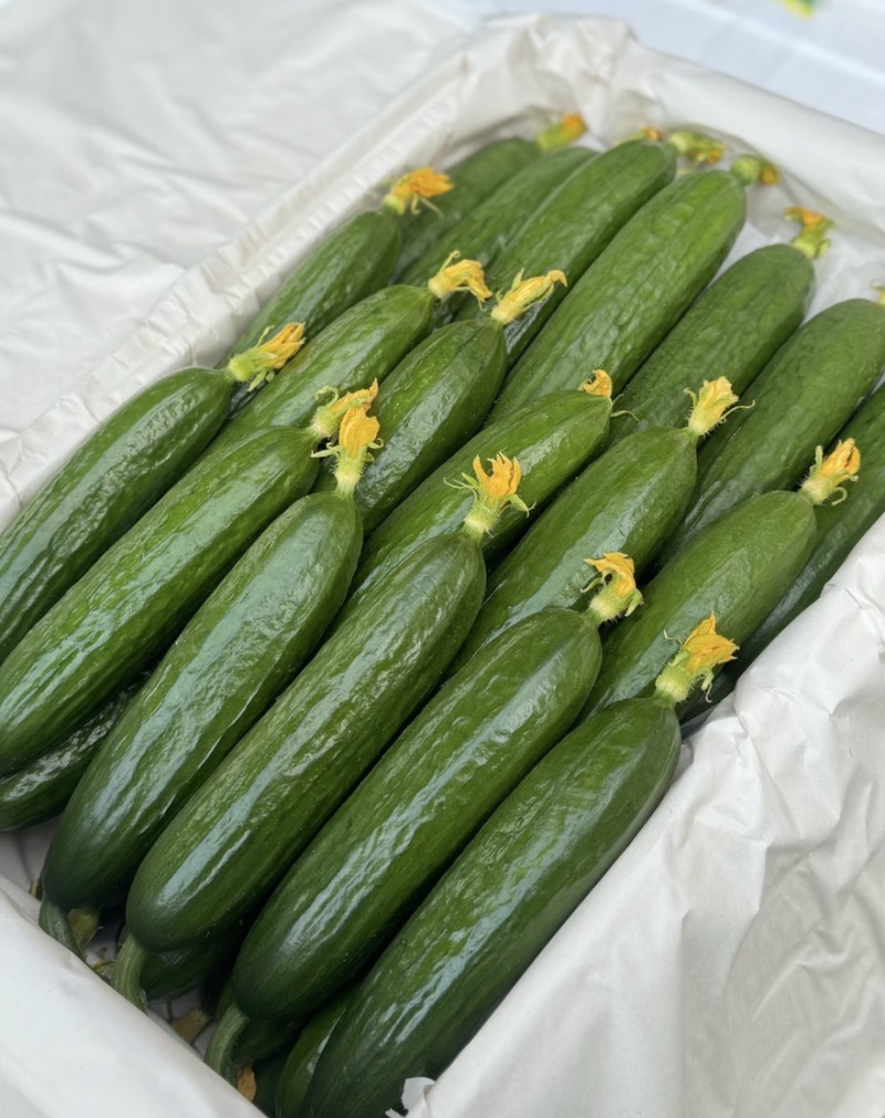【水果黄瓜】黄瓜🥒小黄瓜清甜爽口减脂必吃榜可对接全国