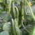 【水果黄瓜】黄瓜🥒小黄瓜清甜爽口减脂必吃榜可对接全国