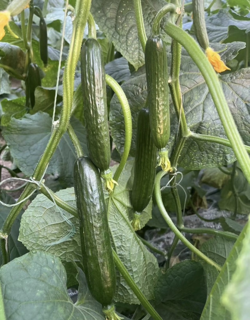 【水果黄瓜】黄瓜🥒小黄瓜清甜爽口减脂必吃榜可对接全国