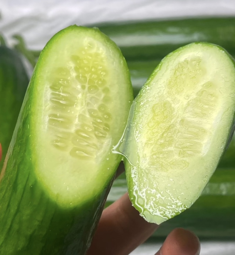 【水果黄瓜】黄瓜🥒小黄瓜清甜爽口减脂必吃榜可对接全国