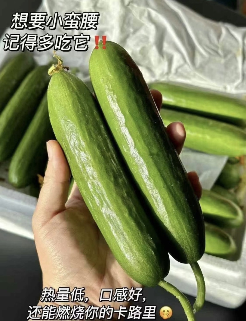 【水果黄瓜】黄瓜🥒小黄瓜清甜爽口减脂必吃榜可对接全国
