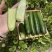 【水果黄瓜】黄瓜🥒小黄瓜清甜爽口减脂必吃榜可对接全国