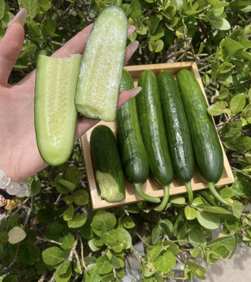 【水果黄瓜】黄瓜🥒小黄瓜清甜爽口减脂必吃榜可对接全国