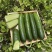 【水果黄瓜】黄瓜🥒小黄瓜清甜爽口减脂必吃榜可对接全国