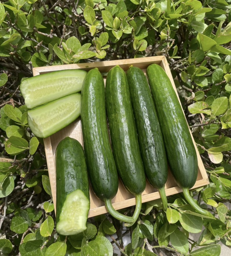 【水果黄瓜】黄瓜🥒小黄瓜清甜爽口减脂必吃榜可对接全国