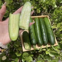 【推荐】小黄瓜水果黄瓜；蔬菜基地供货电商商超；诚信经营