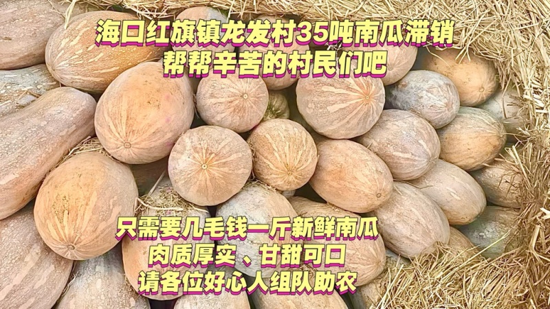 海口南瓜