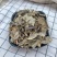 广西野生中药材大风艾艾纳香牛耳艾大风叶大枫草