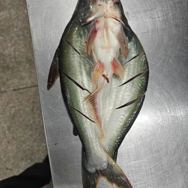 巴沙鱼开背鱼
