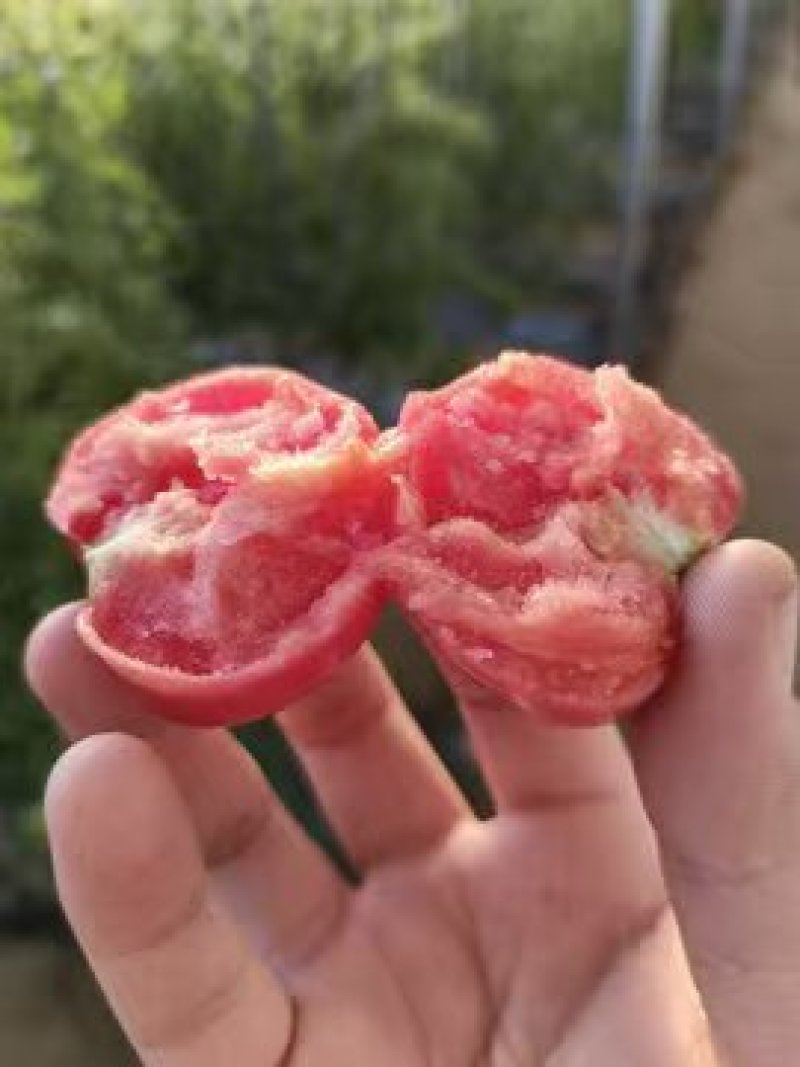 订单种植西红柿