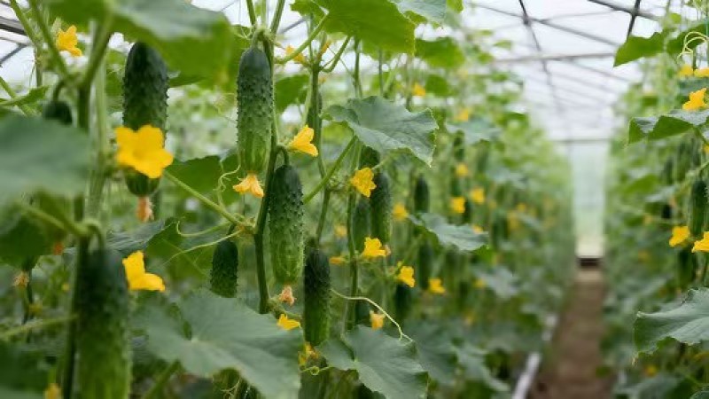 订单种植西红柿