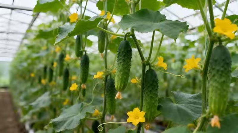 订单种植西红柿