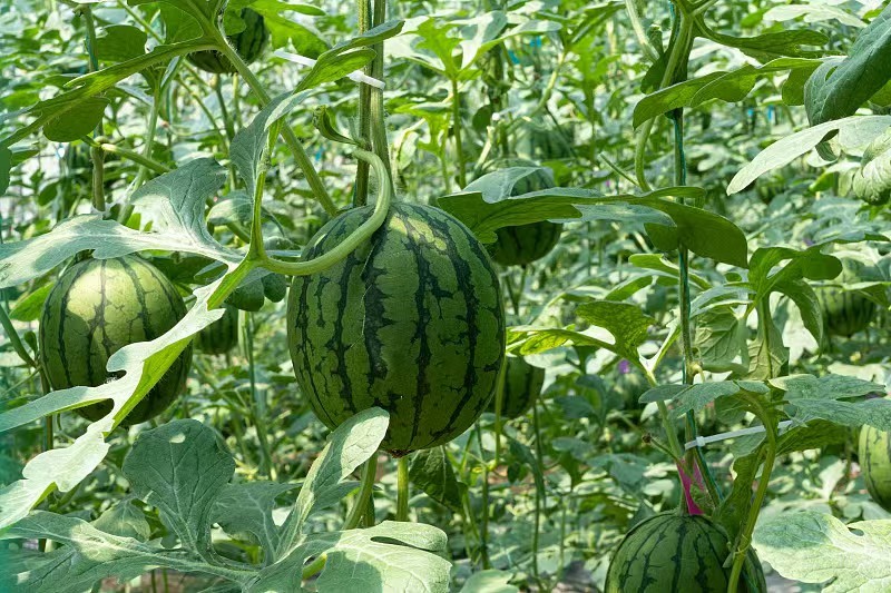订单种植西红柿