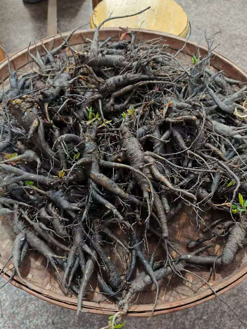 土人参，产地一手货源，量大优惠，欢迎新老客户前来合作
