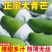正宗大青芒一件代发批发团购直播基地直发
