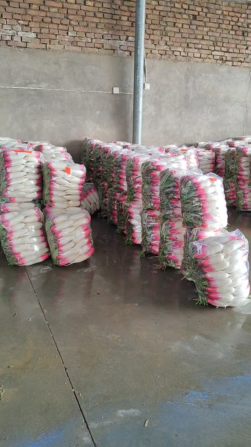 精品花叶萝卜