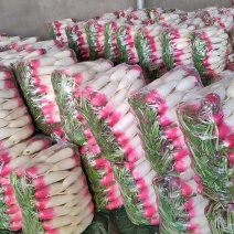 精品花叶萝卜