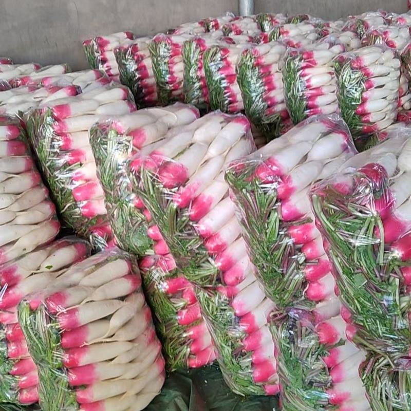 精品花叶萝卜