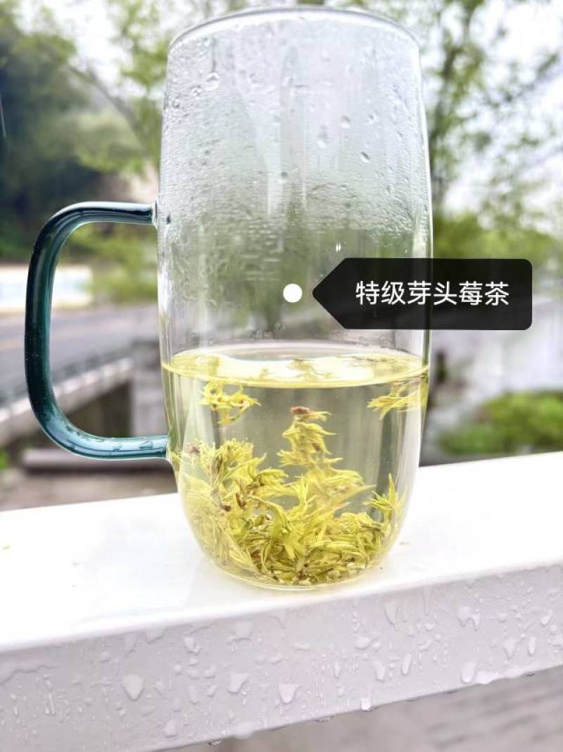 莓茶自产自销，自己家的种植基地工厂