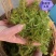 莓茶自产自销，自己家的种植基地工厂