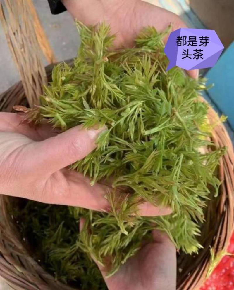 莓茶自产自销，自己家的种植基地工厂