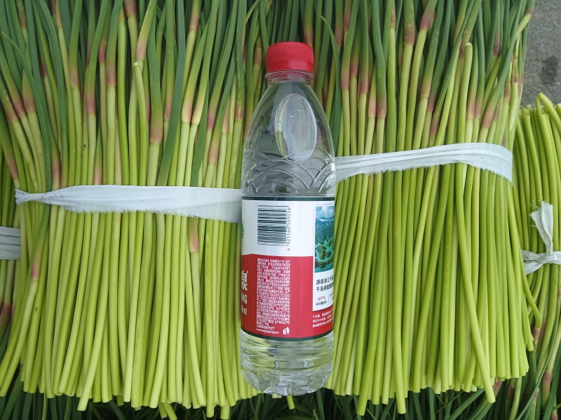 精品红帽蒜苔