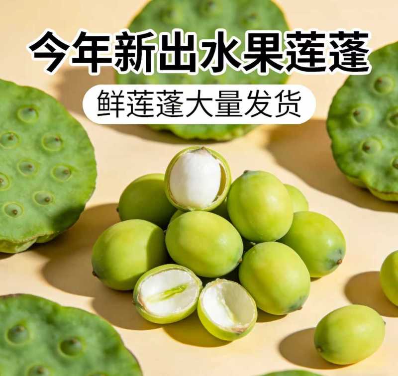 海南新鲜水果嫩莲蓬基地直供大量上市供货中，原产地供应全国