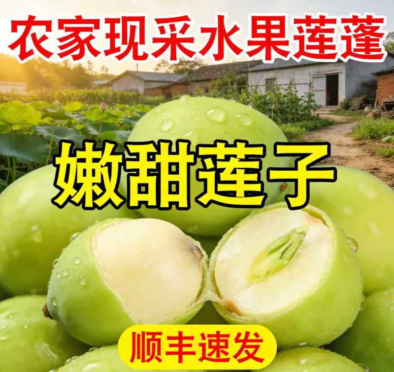 海南新鲜水果嫩莲蓬基地直供大量上市供货中，原产地供应全国