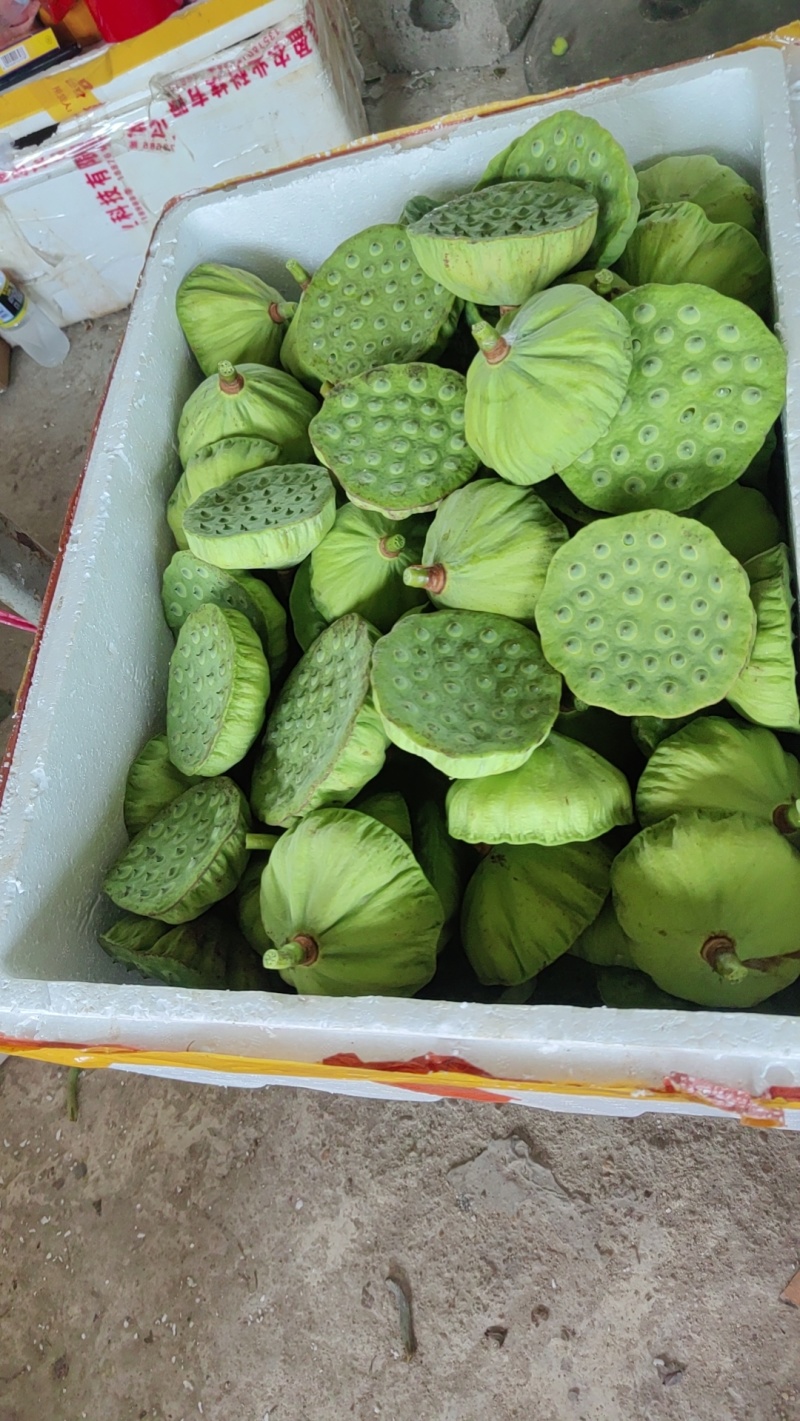 海南新鲜水果嫩莲蓬基地直供大量上市供货中，原产地供应全国