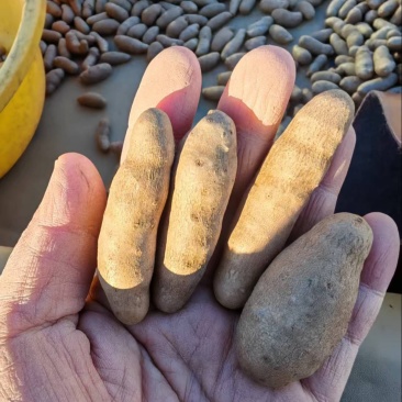 大号山药豆山东细毛大毛豆诚信经营欢迎来电