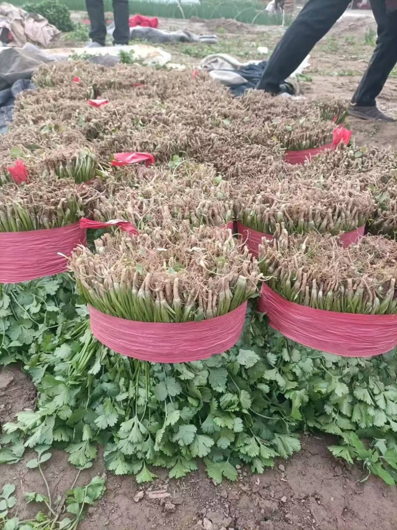 河南焦作大叶香菜/产区直发/货源充足/欢迎选购