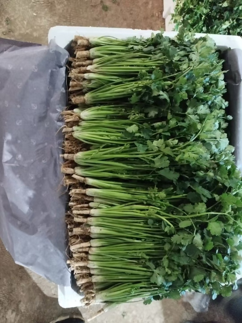 河南焦作大叶香菜/产区直发/货源充足/欢迎选购