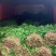 河南焦作大叶香菜/产区直发/货源充足/欢迎选购